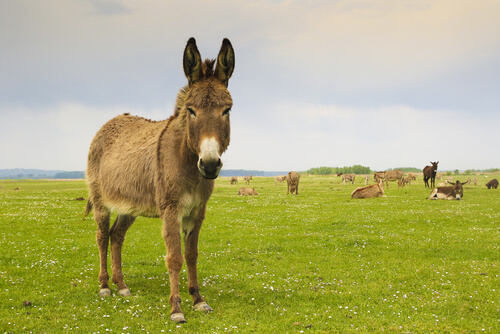 burro