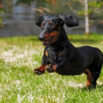 happy dog German haired dwarf Dachshund playing in the back