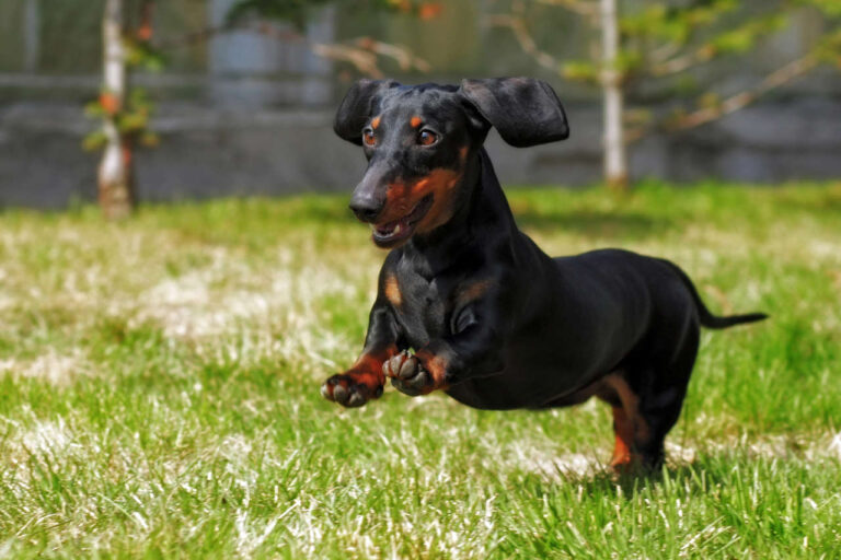 happy dog German haired dwarf Dachshund playing in the back