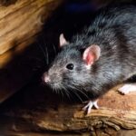 ratas-callejeras-shutterstock