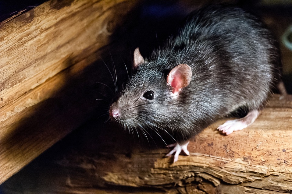 ratas-callejeras-shutterstock