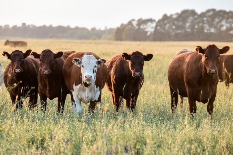 vacas-1